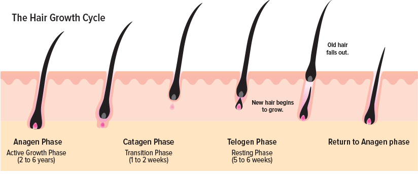 Hair Growth Cycle